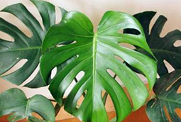 簡單好養(yǎng)活，凈化空氣是一絕